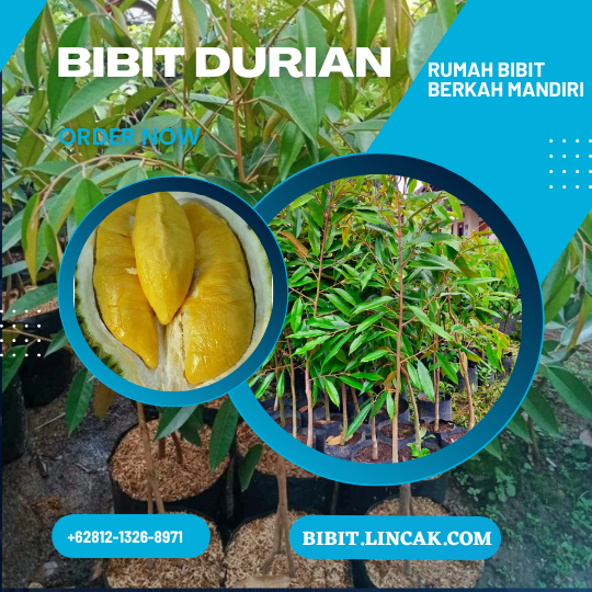 PENYEDIA BIBIT UNGGUL BERSERTIFIKAT